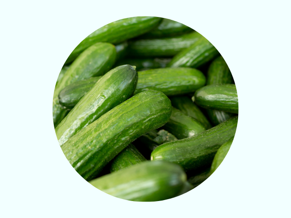 Persian Cucumber photo 1