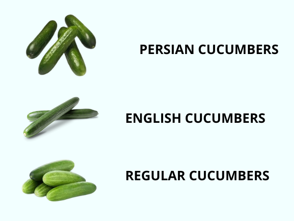 Persian cucumbers or English cucumbers. photo